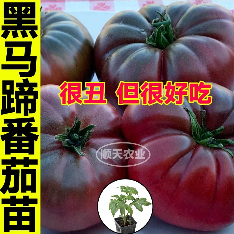 老品种黑马蹄番茄苗秧苗沙瓤爆甜红黑牛排西红柿种苗丑八怪柿子