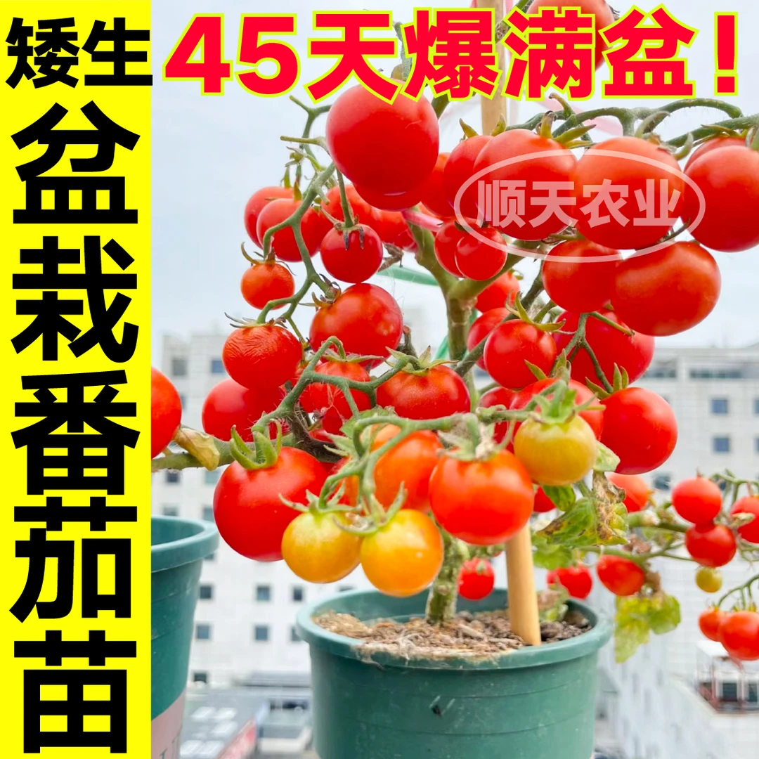 寿光盆栽矮生番茄苗秧小番茄小西红柿苗圣女果苗阳台室内蔬菜种苗