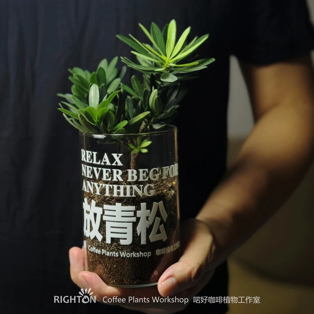 放青松-情绪植物办公室桌面盆栽-创意送人礼物-精选定制-罗汉松