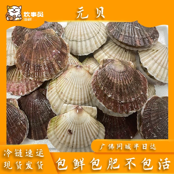 三斤鲜甜元贝 肉多好吃 包鲜包肥不包活 鲜活盖冰发 新风港发货