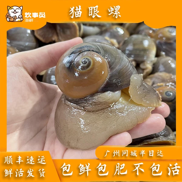 三斤鲜活猫眼螺  鲜活打氧活发 包鲜不包活 新风港鲜活发货 1.5kg