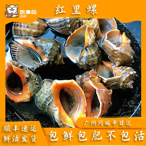 两斤活发红里螺大口螺 鲜活发货 包鲜不包活 海鲜码头发货