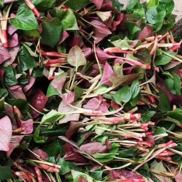 中通包邮 坏单包赔]四川新鲜鱼腥草嫩叶嫩尖凉拌折耳根蔬菜2斤装