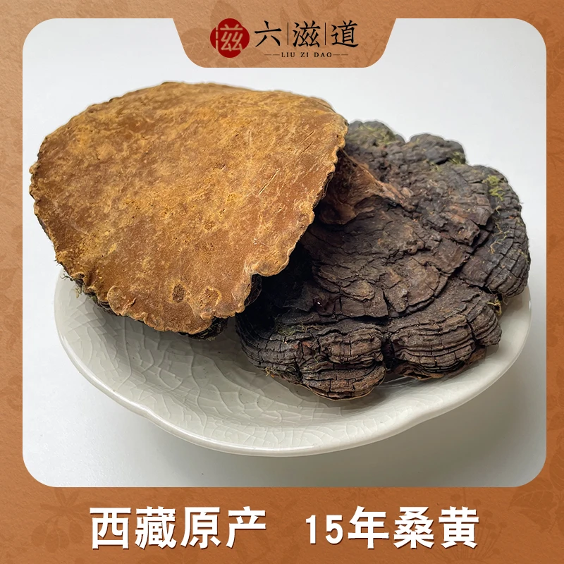 西藏桑黄 净重250克老树桑黄