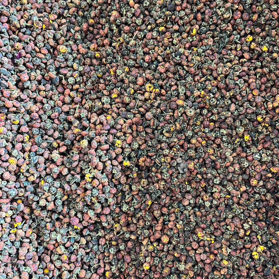 新疆昆仑天山雪胎菊 高海拔手工精选 搭配枸杞 60g