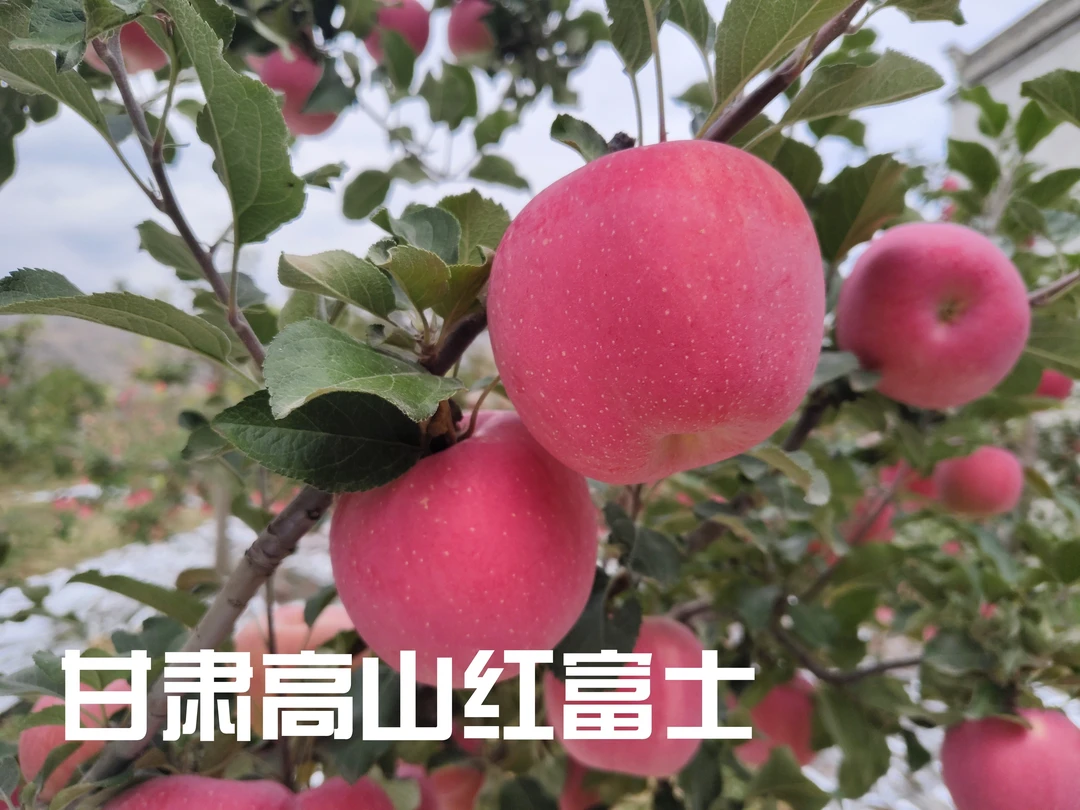 【甘肃天水高山红富士苹果】现摘现发  产地直发脆甜多汁