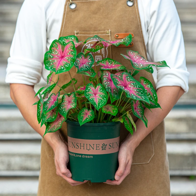 彩叶芋盆栽室内观叶植物净化空气绿植粉红色渐变叶子花卉粉黛大盆