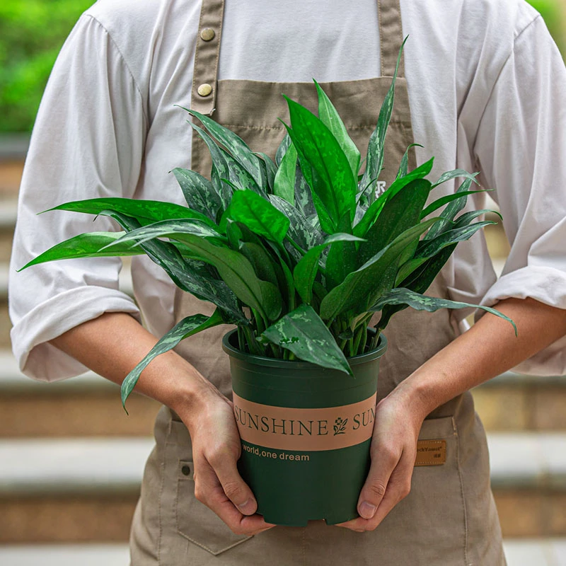 黑美人万年青盆栽四季常青室内客厅卧室净化空气好养植物观叶绿植