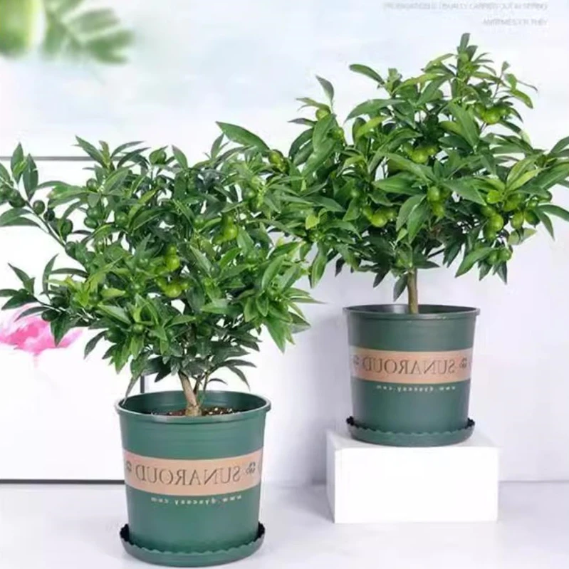 脆皮绿植盆栽观赏花卉植物室外好养易活老桩树苗盆景