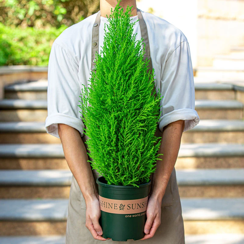 香松盆栽圣诞树室内阳台室外庭院别墅花园植物金冠柏绿植树苗盆景