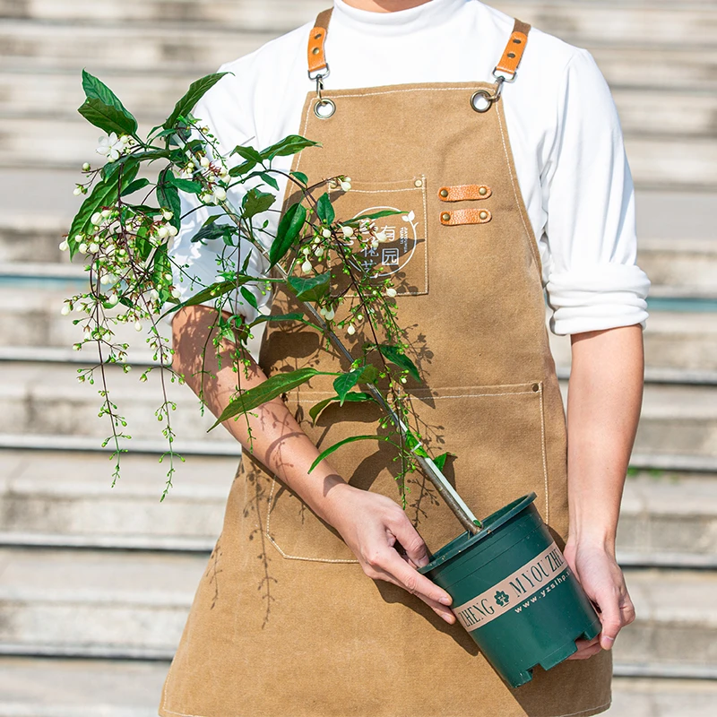 垂丝茉莉盆栽带花苞室内外阳台庭院四季开花好养植物绿植花卉老桩