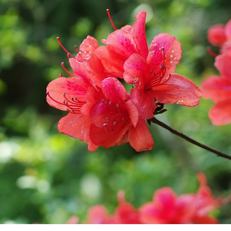 大别山映山红盆景，先花后叶的品种，直播间一物一拍
