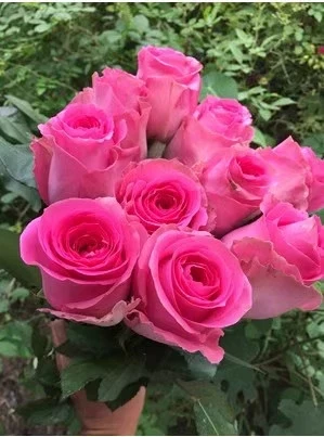 上海夫人 超新品月季扦插花苗切花大花四季开花阳台庭院月季浓香