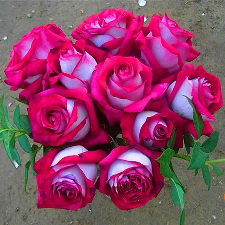 莫妮卡贝鲁奇四季开花大花浓香切花月季花苗玫瑰阳台庭院盆栽花卉