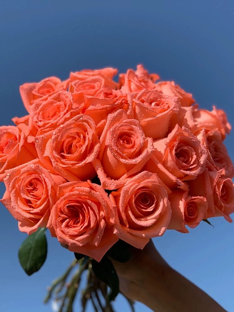 影星   艳粉 灌木切花玫瑰月季花苗绿植花卉阳台庭院盆栽地栽好养