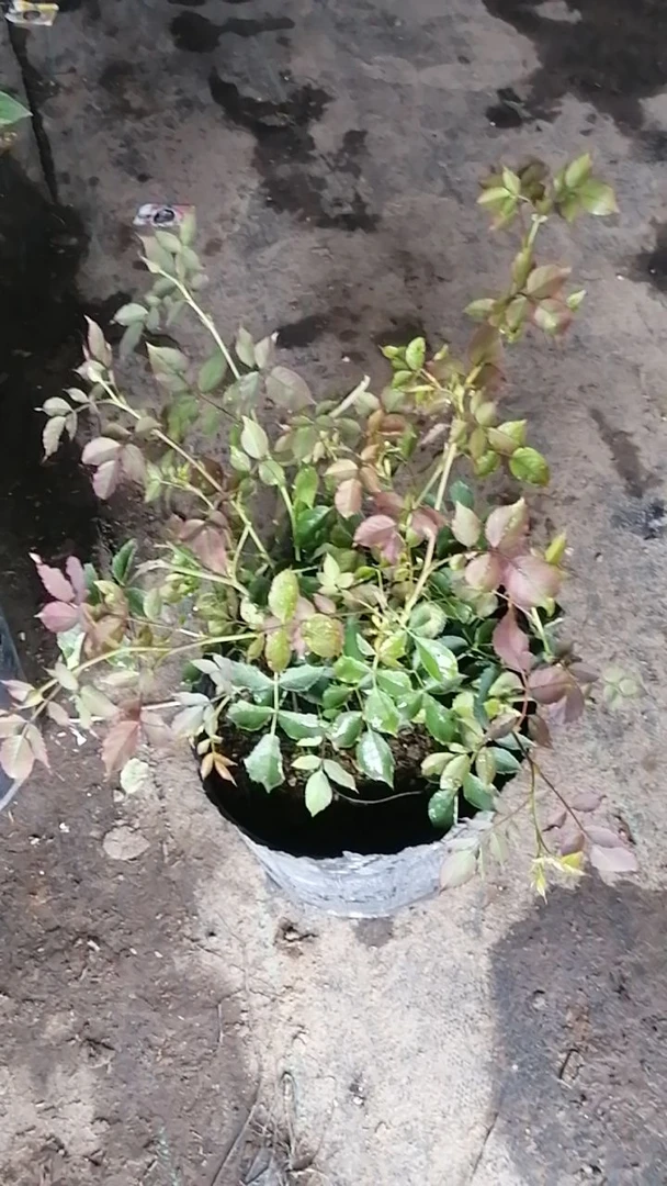 月季花清棚苗不售后到手新鲜月季乱苗