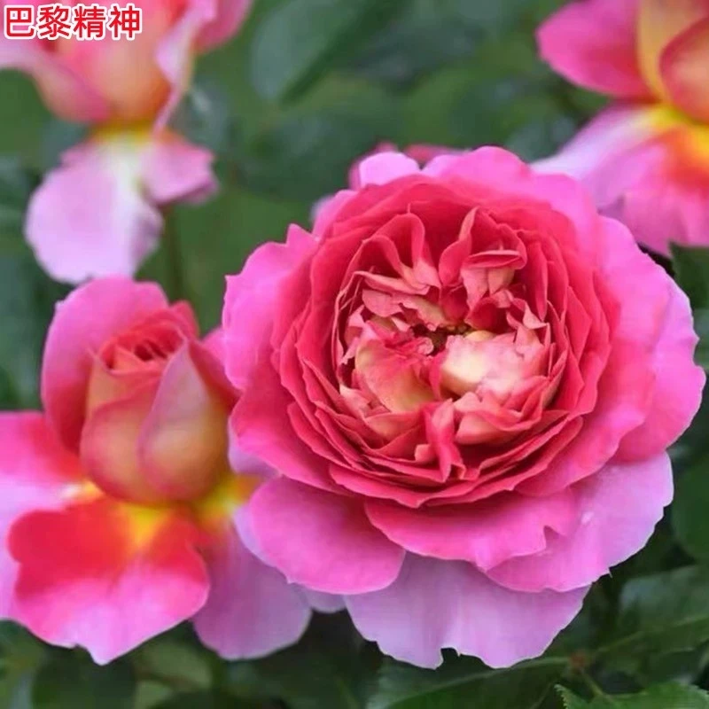 巴黎精神扦插小苗 大花浓香勤花 法国戴尔巴德月季花苗四季种易活