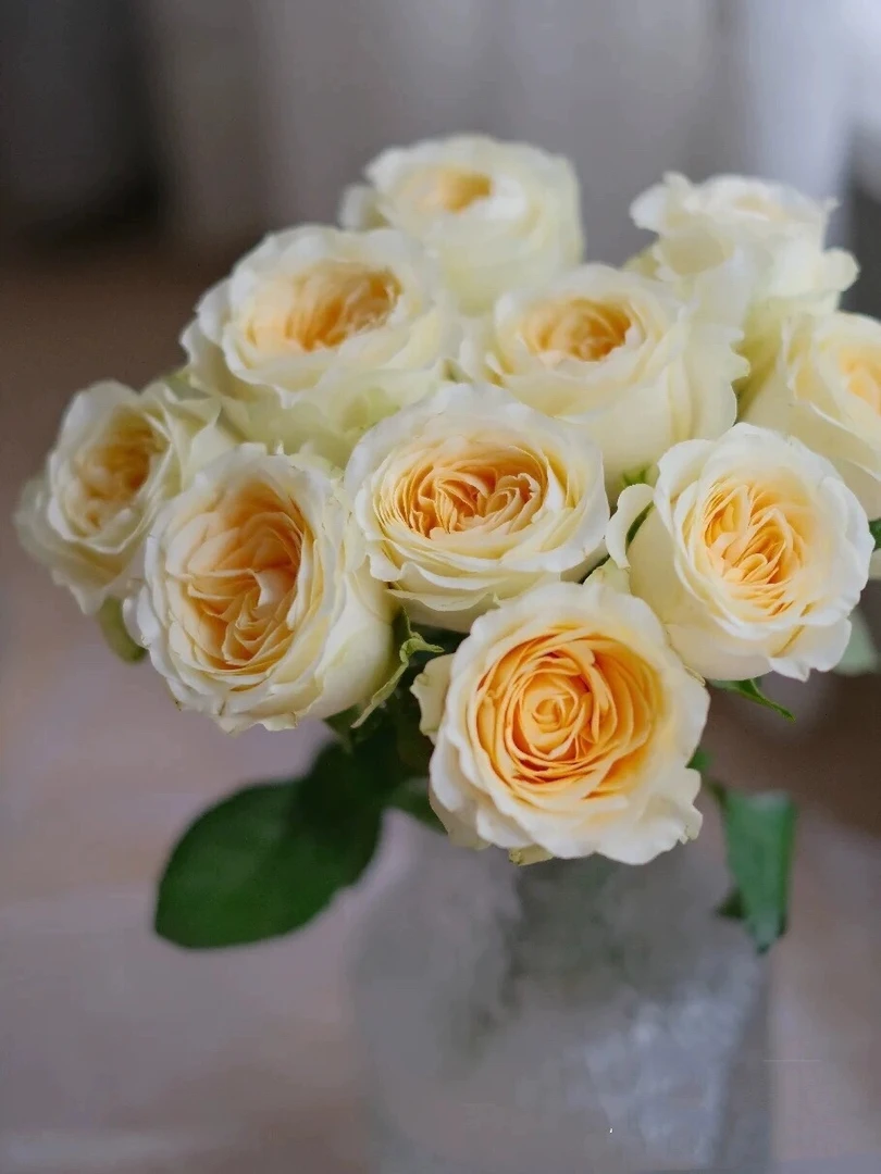 奶油杯 高端玫瑰荷兰灌木月季玫瑰花苗枝条直立花朵大阳台庭院