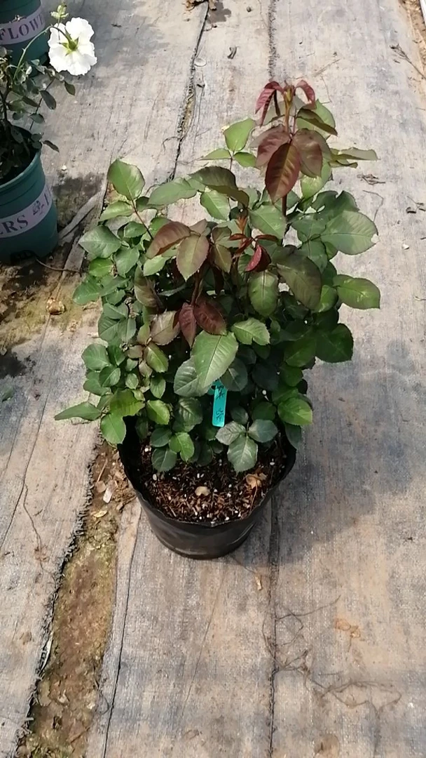 月季（一物一拍）7天养死包赔