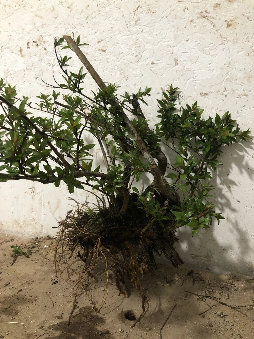 水杨梅水培可土培鱼缸造景盆景素材绿植