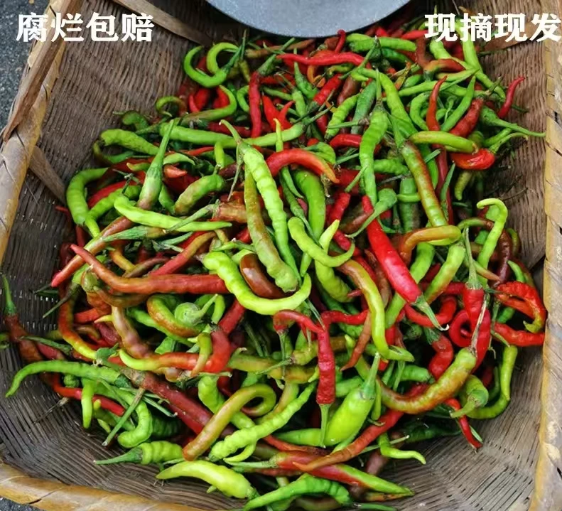贵州榕江高山农户自种本地秋辣椒(顺丰包邮)