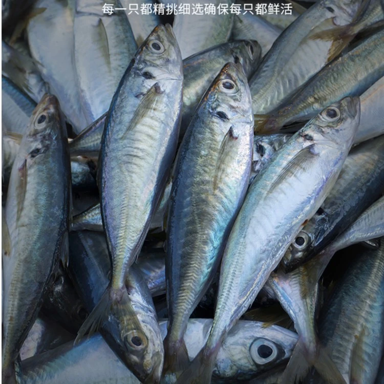 福建海鲜祥芝渔港野生巴浪鱼新鲜竹荚鱼清蒸味道鲜美丰富台湾海峡