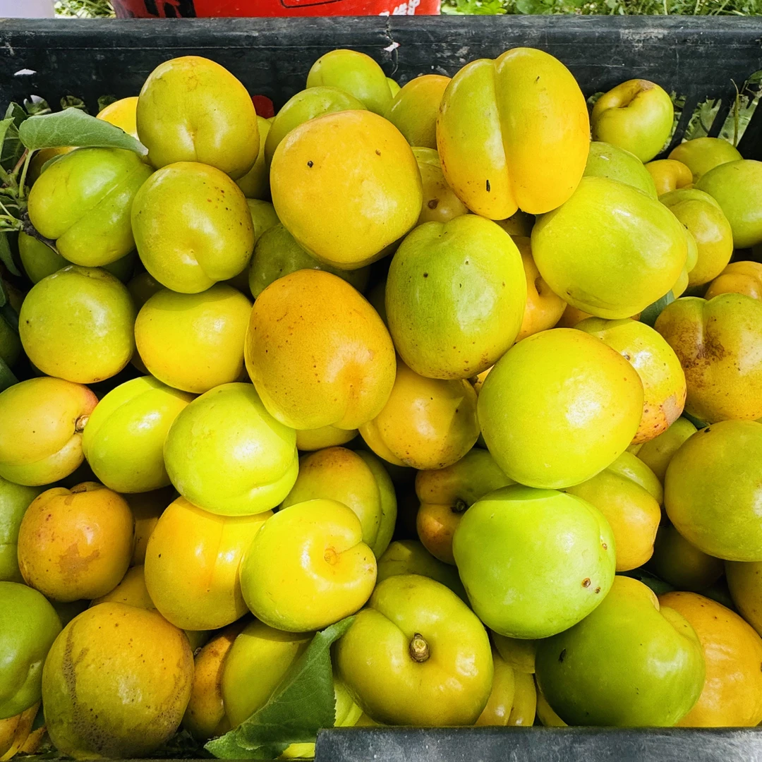 2025 头茬杏子喇嘛川苞谷杏口味杏包黄杏应季新鲜杏子现摘现发