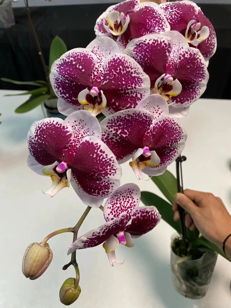 〔浪漫-对版发货〕3.5寸成熟苗无花剑 叶片打包容易裂开 爆根好养