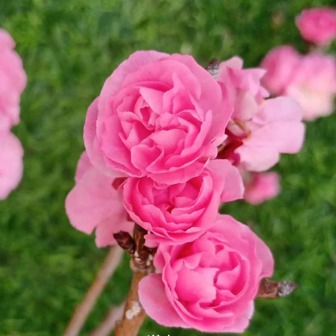 丰厚 送春梅 盆栽地栽室内外 耐寒 开花