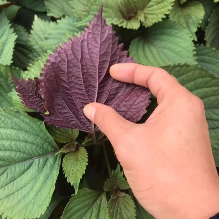 紫苏种子四季播种食用香料阳台盆栽观赏东北紫叶苏子蔬菜种籽品质