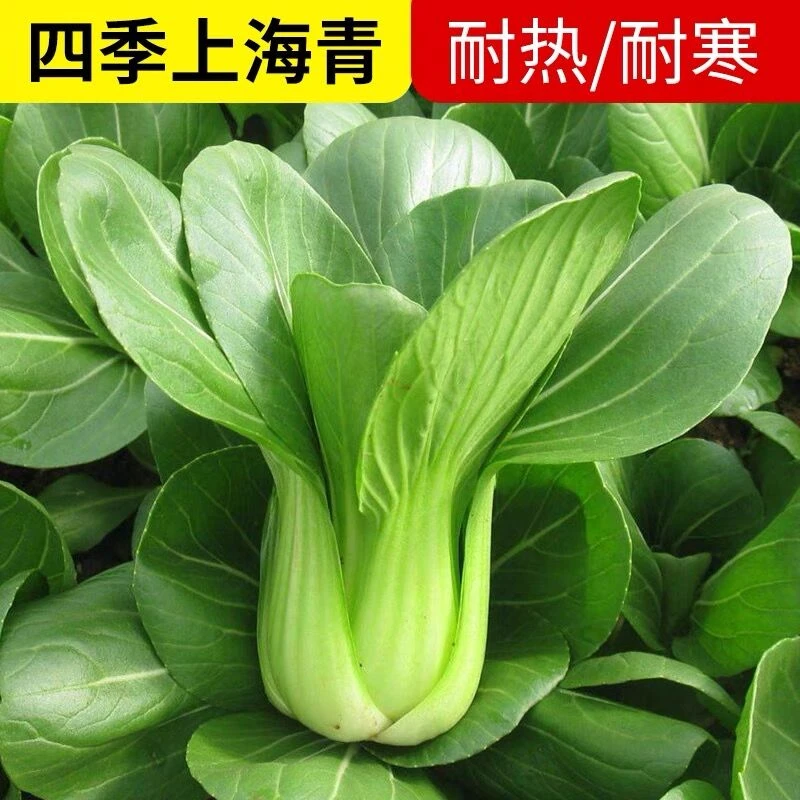 上海青菜籽种子蔬菜种籽大全优良种籽青菜耐寒抗病四季菜种孑秋冬