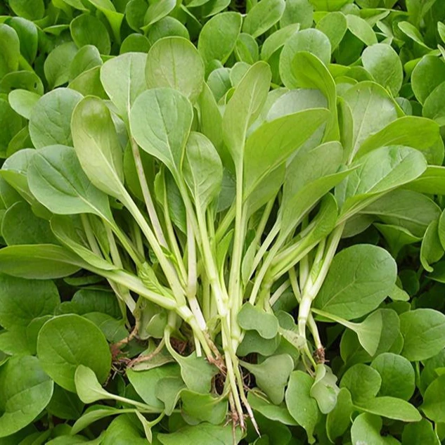 全新基地鸡毛菜种子四季播种抗热耐寒蔬菜种子小白菜籽青菜籽良种