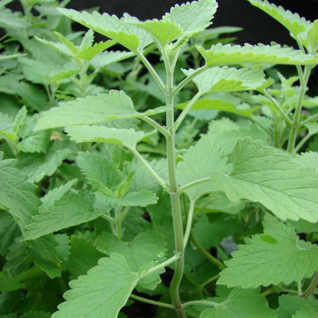 大叶荆芥种子速生香荆芥春夏秋耐热蔬菜籽清香鲜嫩高产抗病适应强