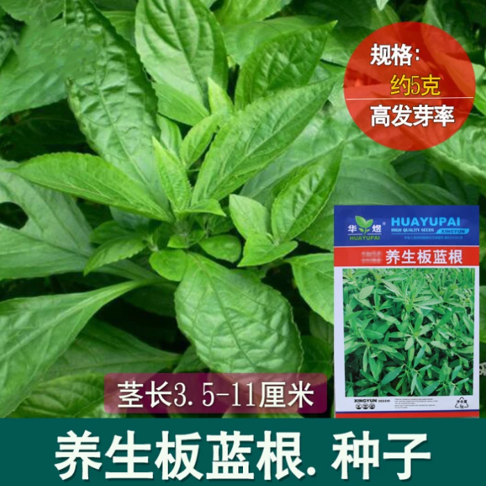 板蓝根种子批发大青叶速生生物圆形季节野菜种子四季种植阳台菜籽