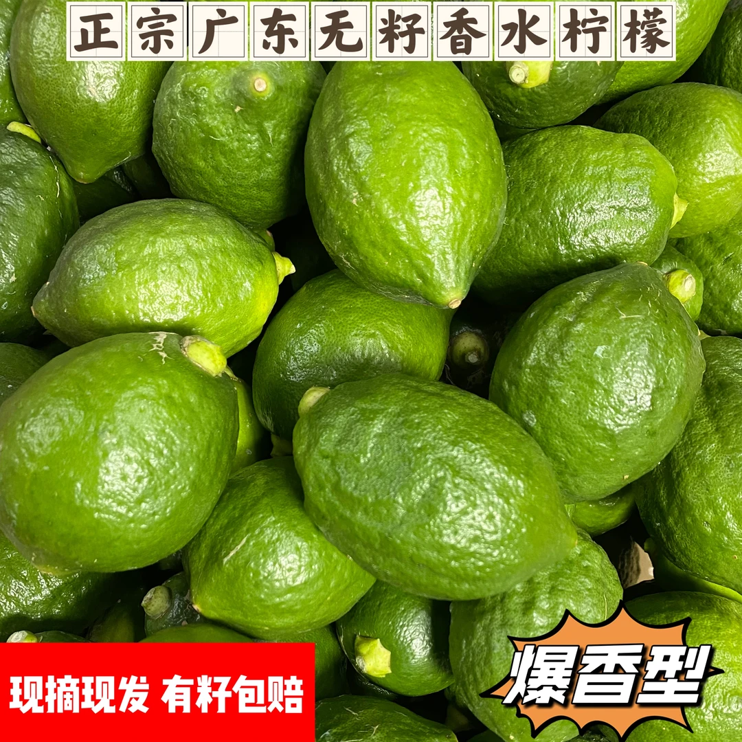 正宗广东香水柠檬无籽新鲜采摘奶茶店手打柠檬茶果园直发浓郁爆香