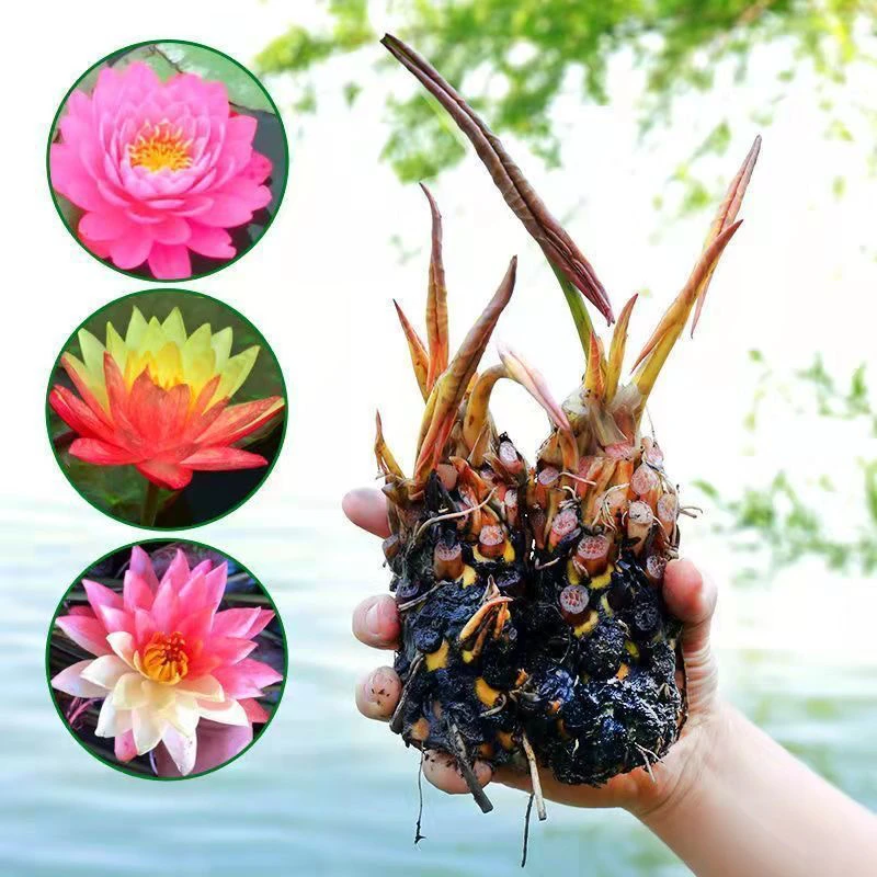 正宗耐热带芽基地现挖当年开花庭院室内客厅水培重瓣花植物送肥料