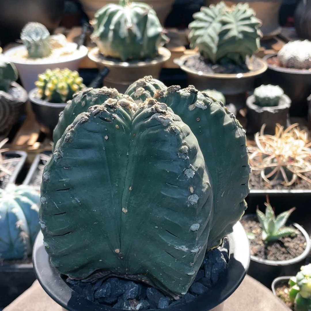 实生根龟甲鸾凤玉，14-13