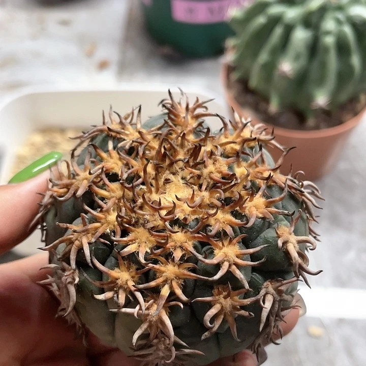 空**儿无根猫爪特价大漏啦