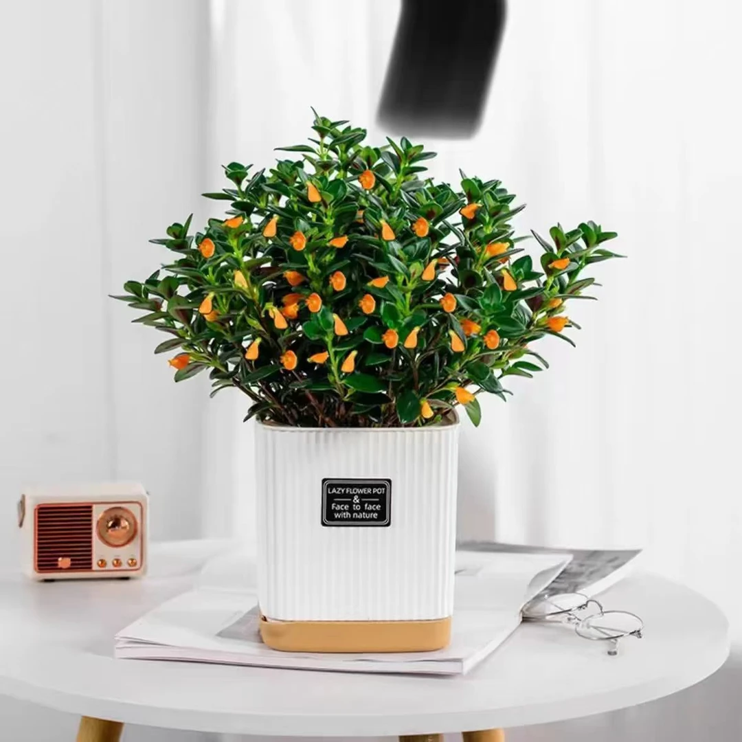 土培金鱼吊兰盆栽基地原盆原土发货阳台好养耐旱的花卉