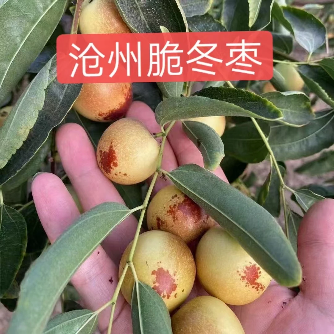 沧州露天脆冬枣大果4.5斤保鲜盒➕冰袋