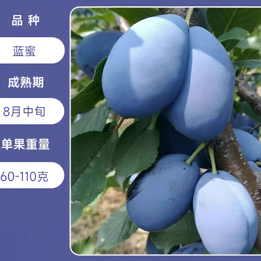 西梅树树苗庭院果树苗南方北方种植绿化植物蓝蜜盆栽地栽当年结果
