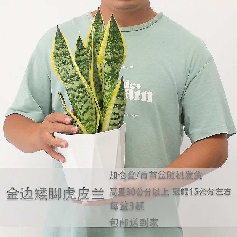 适用金边矮脚植物室内吸收甲醛净化空气办公室家用盆栽绿植客厅