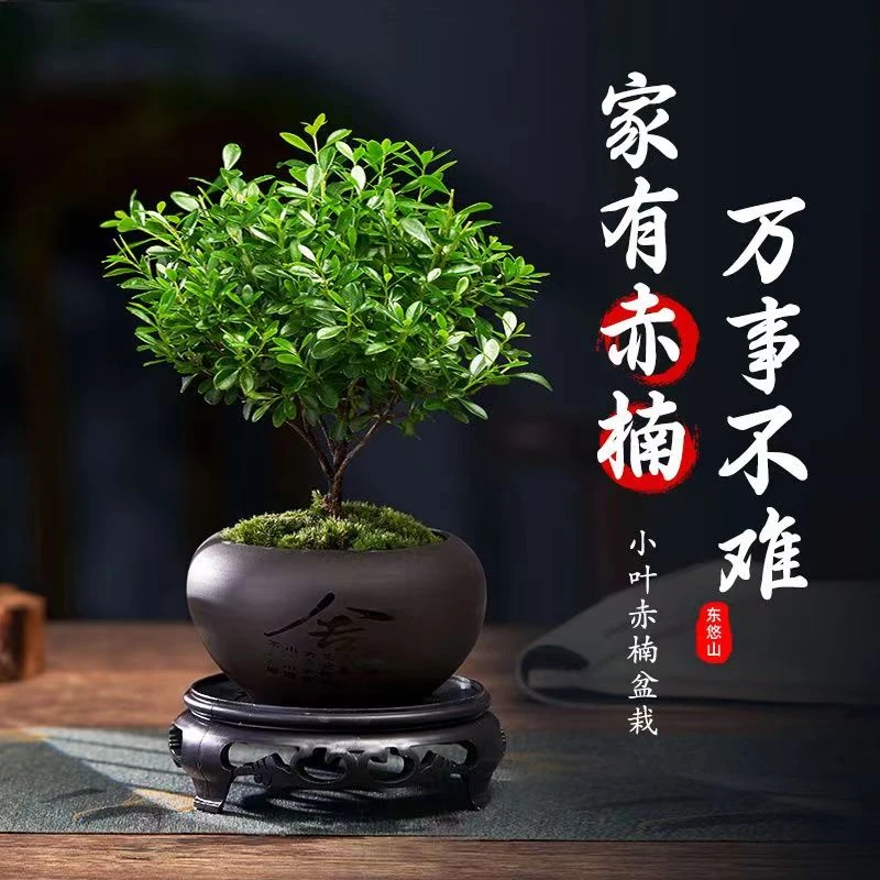 小叶赤楠盆景茂盛造型季节易活迷你精致茶桌小盆栽开花结果好养活
