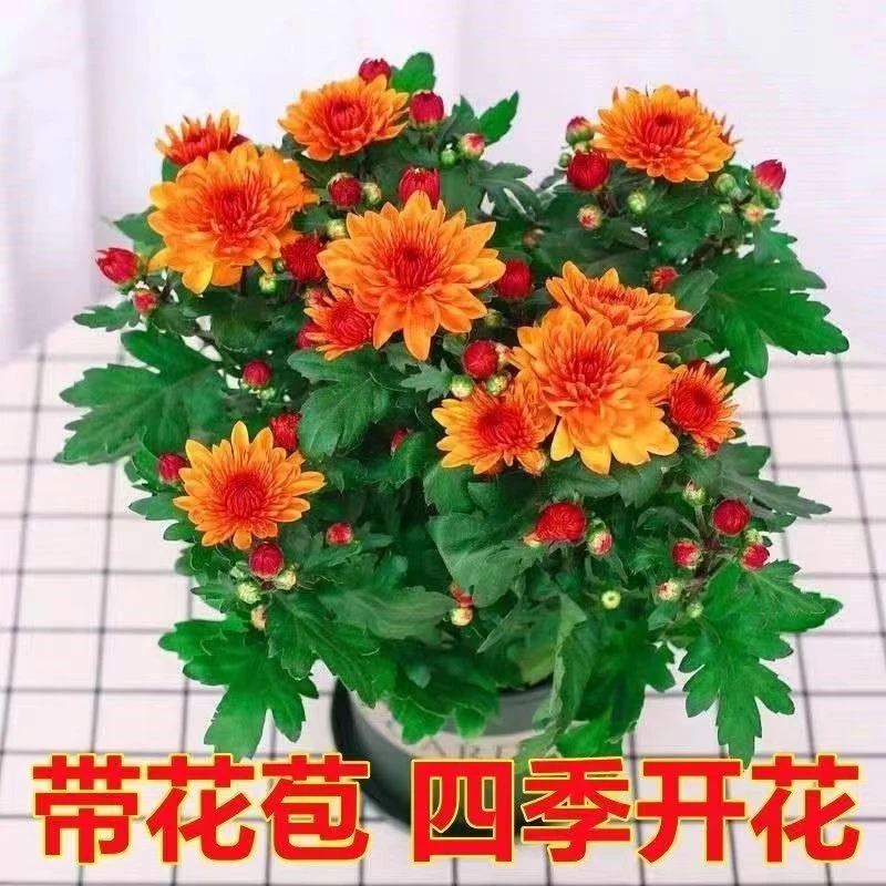 荷兰菊绿植月月菊盆栽四季菊花金桔树地栽盆栽花卉室内外50-60