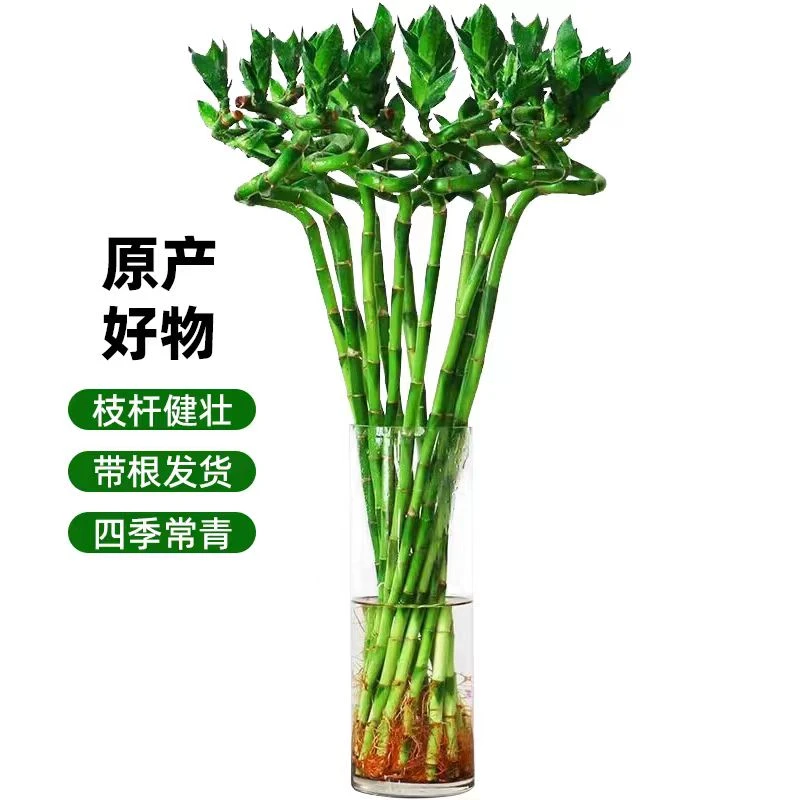 带根富贵竹水培植物室内客厅绿植盆栽水养弯竹