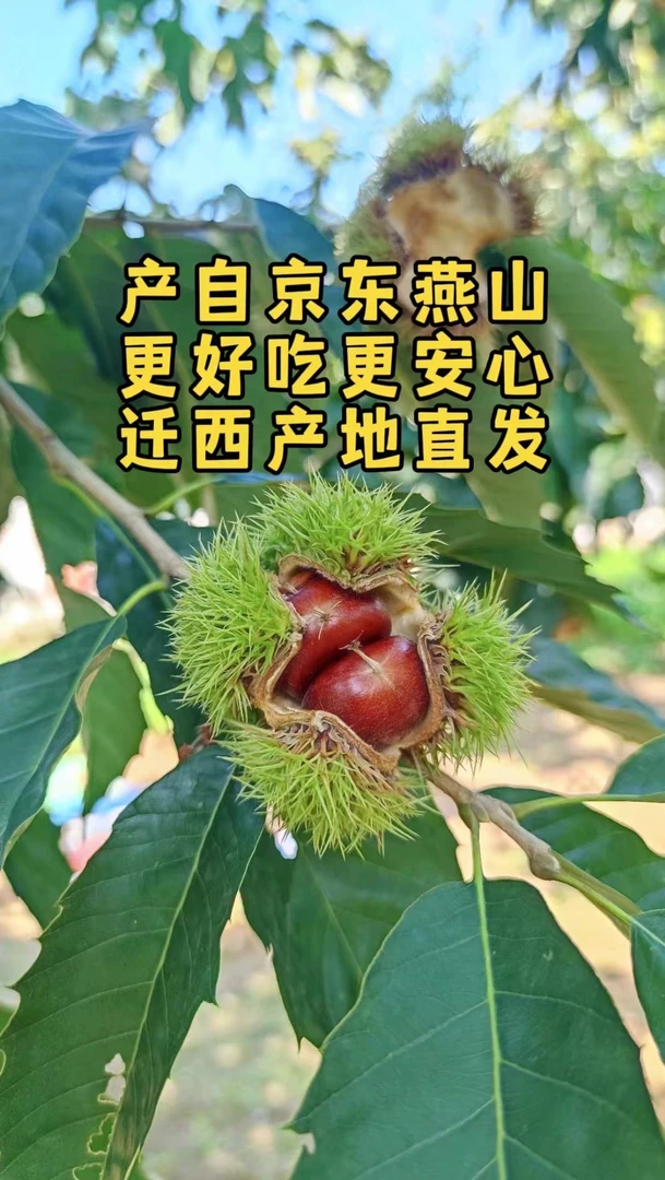 【大果】正宗迁西板栗新鲜好吃软糯香甜好剥皮燕山油栗子1斤3斤5斤