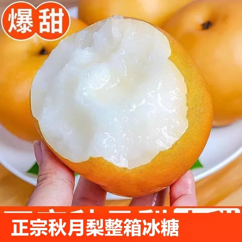 【爆甜】正宗山东秋月梨新鲜梨子当季水果现摘雪蜜梨整箱礼盒包邮