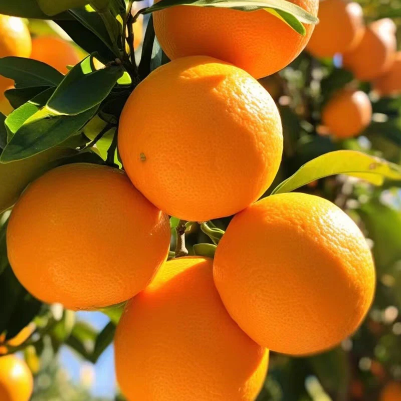 【现摘现发】新鲜当季水果脐橙皮薄正宗脐橙汁多带箱新鲜甜橙柑橘