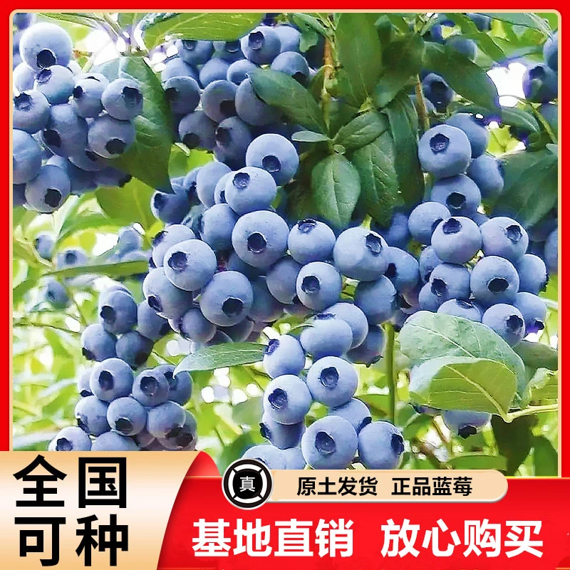 【买2送1】小苗大果纯甜蓝莓树苗带盆带土发货