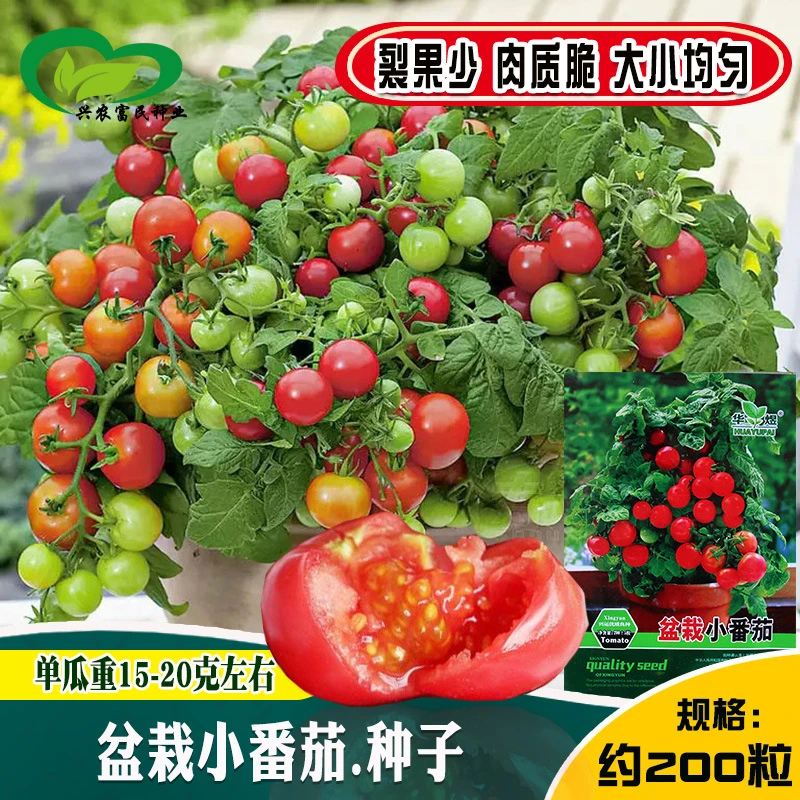 【新疆包邮-本地仓发货】盆栽小番茄种子绿植清甜小番茄盆栽